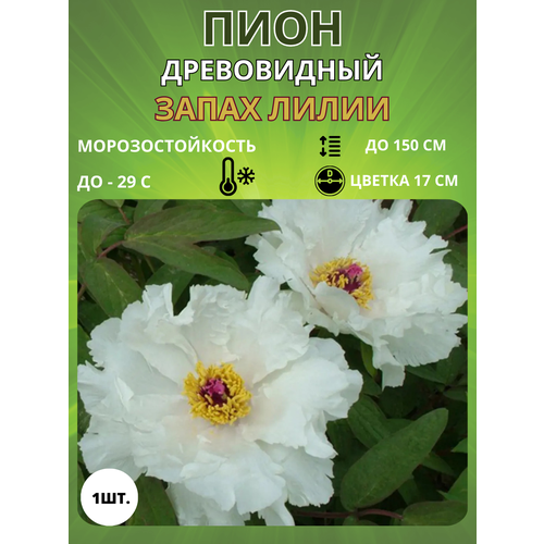 ������ ������ ���� ����� ����� 1 ��. ����