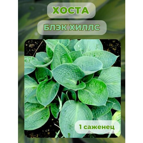 ������ ������ ����� �������, ����� ��������� 1 ����� ����