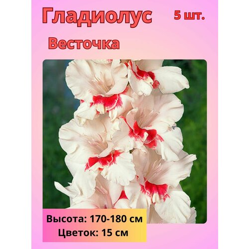 ������ ������ ��������� ��������������� ��������, �������� ���������� ����