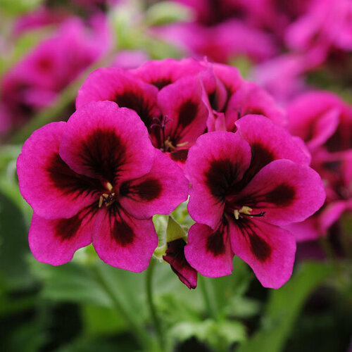 ������ ������ ������ ���������� ����������� ����� ������� ������ 4 �� (1 �������� (O)) ����