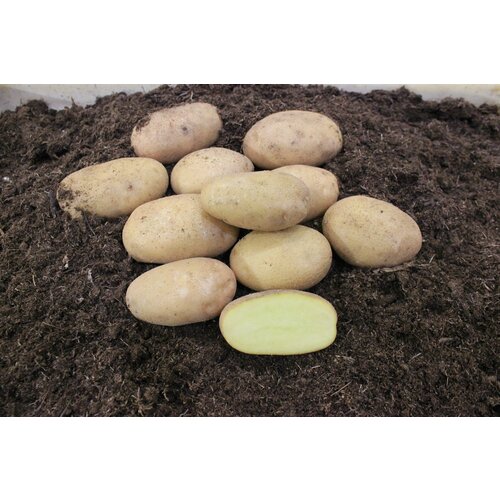 ������ ������ ��������� �������� ������ (����������) (4 ��) ��������, ���������������, ������������� ����