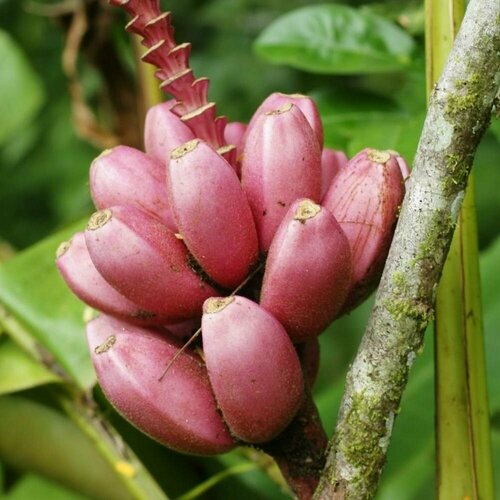 ������ ������ ������ ����� ���������� ��������� 3 ��. (1 ��������) ����