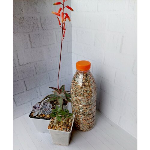 ������ ������ ����� ��� �������� � ����������� Succultura 1 �. ����