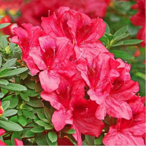 ������ ������ ����������� ���� ������� (1 ������� � ������ 15-20 ��). Szkolka roslin A.M (������) ����