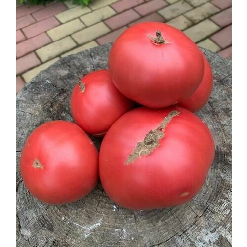 ������ ������ ������������� ������ ������ �������� ����