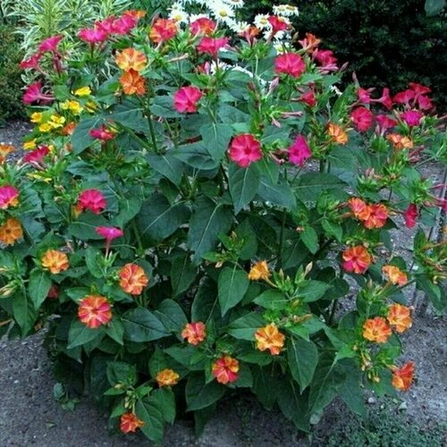 ������ ������ ������ ��������� �����, ������ ��������� 5 ���� ����