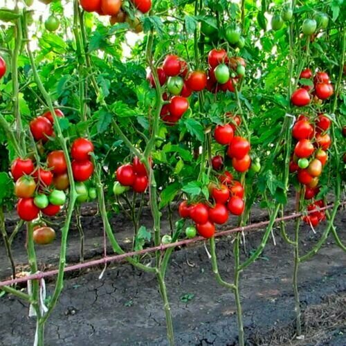 ������ ������ ������������� ������ ������ �������� ������ ����