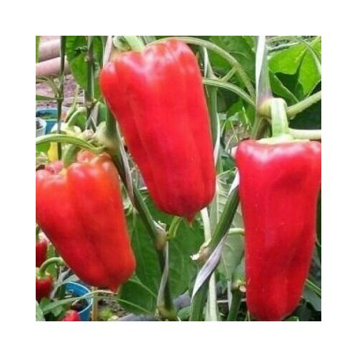 ������ ������ ������������� ������ ����� �������� �������� ����