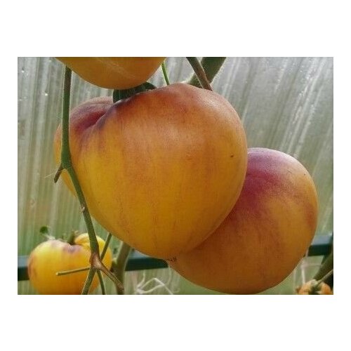 ������ ������ ������������� ������ ������ ������� ������ ��������� ����