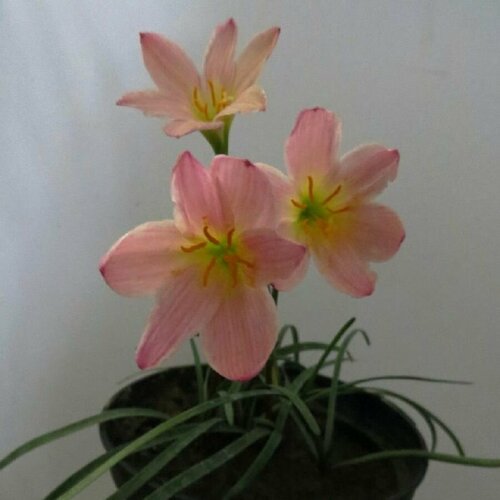 ������ ������ ���������� Suns�t str�in, ����������, ������ ����