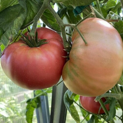 ������ ������ ������������� ������ ������ ��������� ������� ����� ����