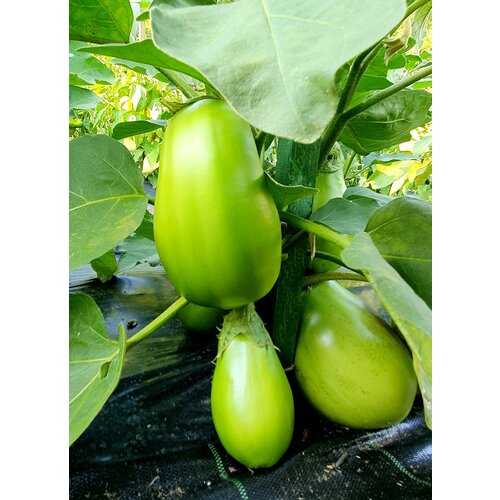 ������ ������ ������ �������� ������� ������� (Big Green) / Seeds And Goods / � �������� zip-lock ��� ���������� 10 ����� ����