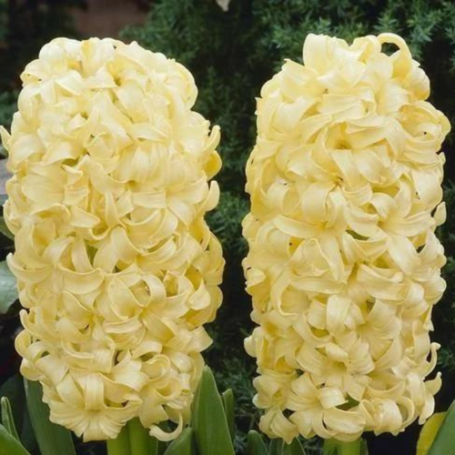 ������ ������ ������� CITY OF HAARLEM (4 ��������) ����