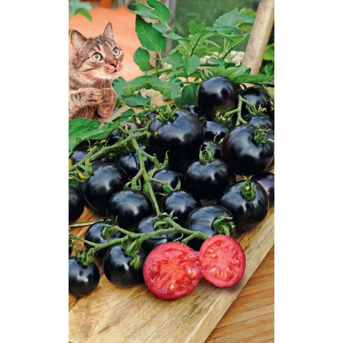 ������ ������ ����� ���� �� ������� F1 (����. ������) ����