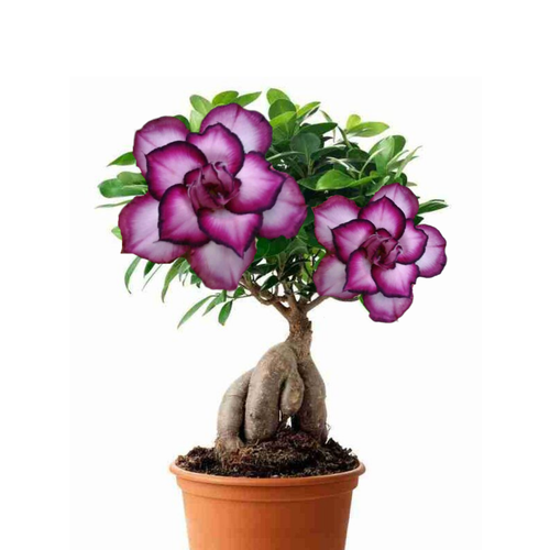 ������ ������ ������������ ������ ������� Doksawai 3 ��. ����