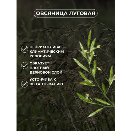 ������ ������ �������� ����� ������ �������� ������� 5��, ������� ���� ����