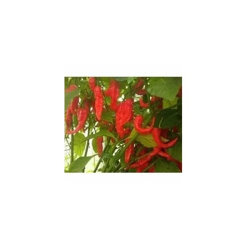      Bhut Jolokia Red, 5  +  