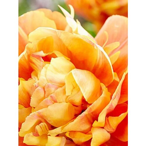 ������ ������ �������� ������� �������� - 2 ��. ����