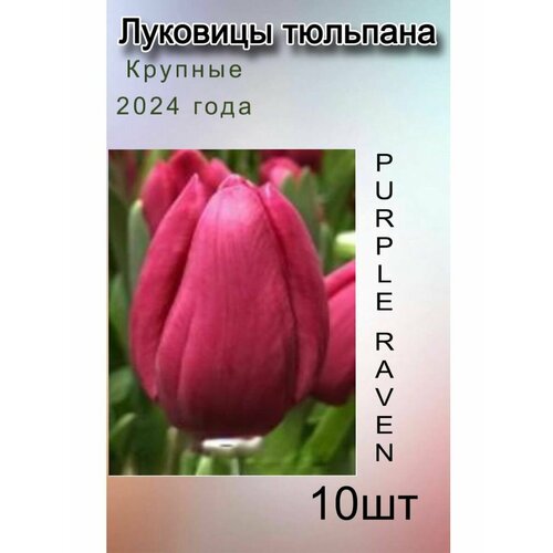 ������ ������ �������� �������� Purple Raven ( 10 ��) ����