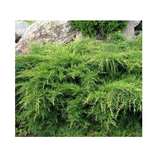 ������ ������ ������������ ������� ��������� ������� ����