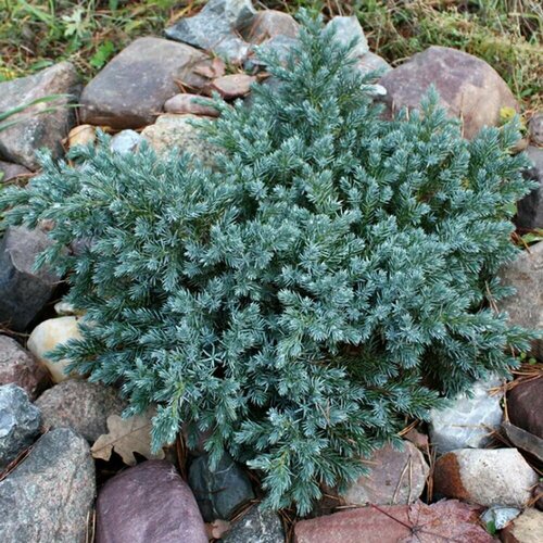 ������ ������ ������������ ���������� ��� ���� ����