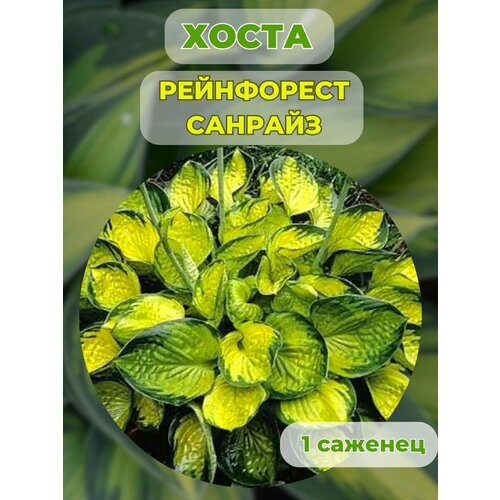 ������ ������ ����� �������, ����� ��������� 1 ����� ����