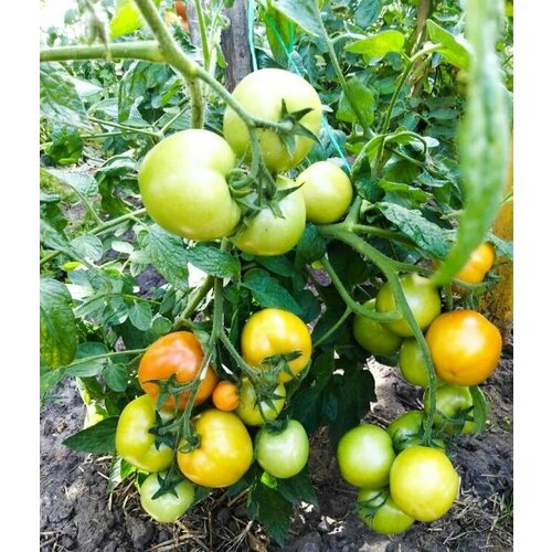 ������ ������ ������ ����� ������ 20 ��. ����