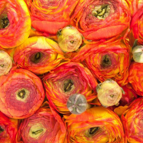 ������ ������ �������� ������, �hipollino flowers, ���������� ORANGE (10 �������) ����