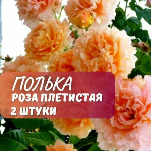 ������ ������ ���� ��������� ������ (Polka) / 2 ��, ���������, ������������� ���� ����