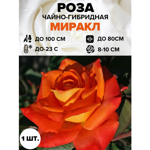 ������ ������ ���� ������ �����-��������� 1 ��. ����