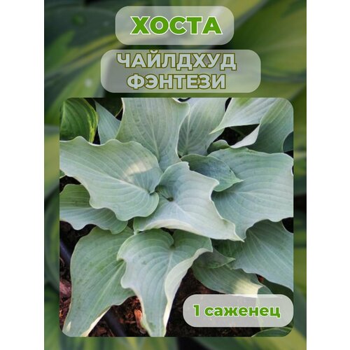 ������ ������ ����� �������, ����� ��������� 1 ����� ����