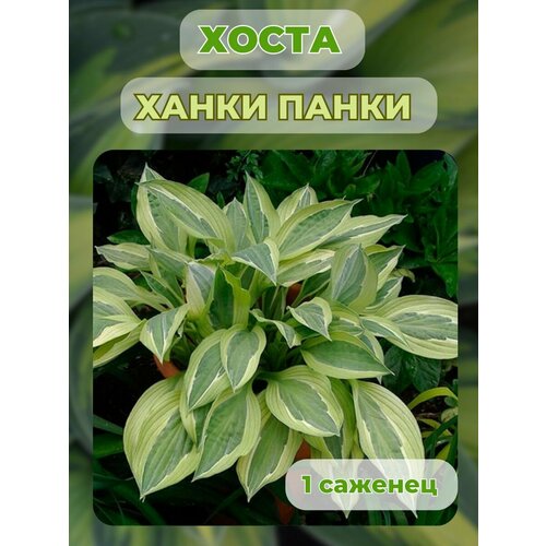 ������ ������ ����� �������, ����� ��������� 1 ����� ����