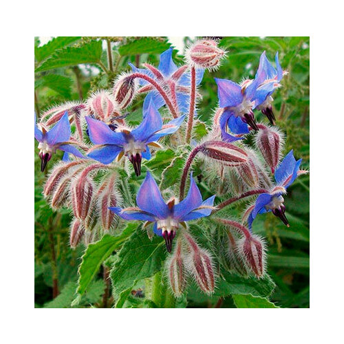 ������ ������ ������ ������ (��������� �����) ���� (0,5 ��.) ����