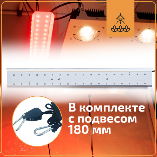   Rootster Add Light Red   -     , -,   