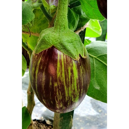 ������ ������ ������ �������� �������� (Udmalbet) / Seeds And Goods / � �������� zip-lock ��� ���������� 15 ����� ����