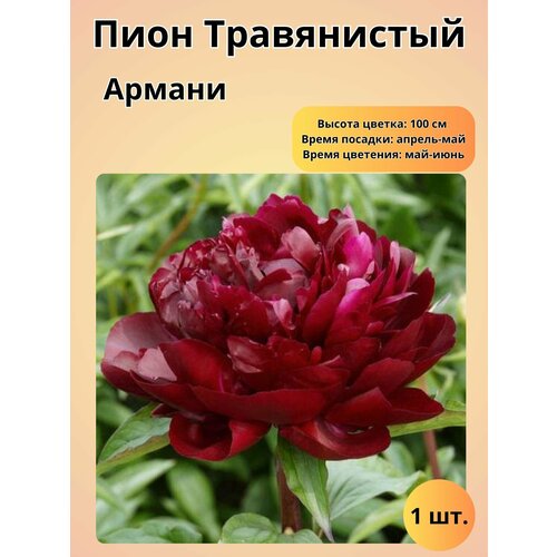 ������ ������ ���� �����������, ������� 1 �� ����