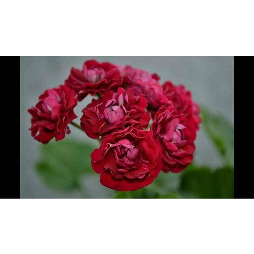 ������ ������ ������ ���������� ���������� ��������� ������� ����������� 4 �� 1 �������� ����