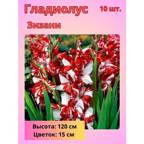 ������ ������ ��������� ��������������� ������, �������� ���������� ����