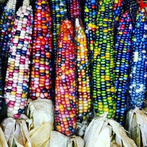 ������ ������ ������ �������� �������� (������� �������) 15 ��. ����