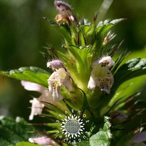 ������ ������ ������ ������ ������������ - ������� ���� (���. Marrubium vulgare) 100�� ����