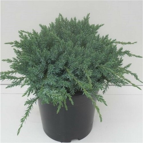 ������ ������ ������������ ���������� 