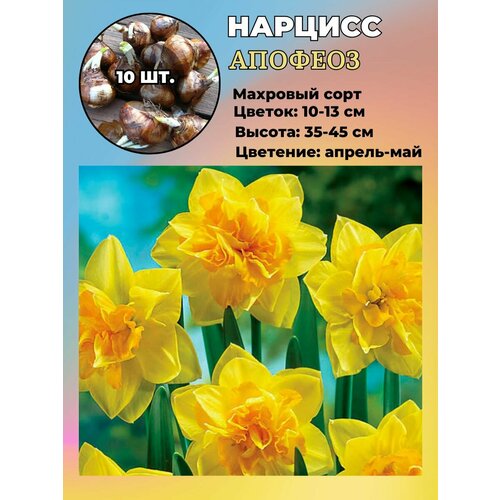 ������ ������ ������� ��������, ����������� ���������� �����, 10 ��. ����