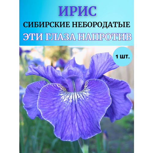 ������ ������ ���� �������� ��� ����� ��������, ����������� ����� ����