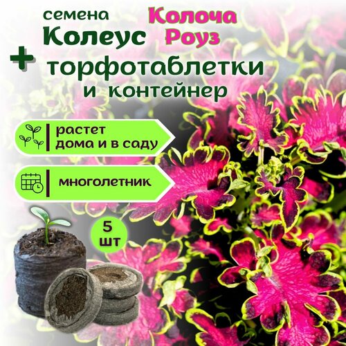 ������ ������ ������ ������ ����, ������ + �������� �������� Jiffy � �������, 5 �� ����