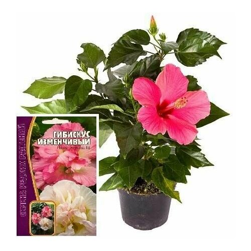 ������ ������ ������ ��������� ��������: �������� ���������� (7 ��) ����