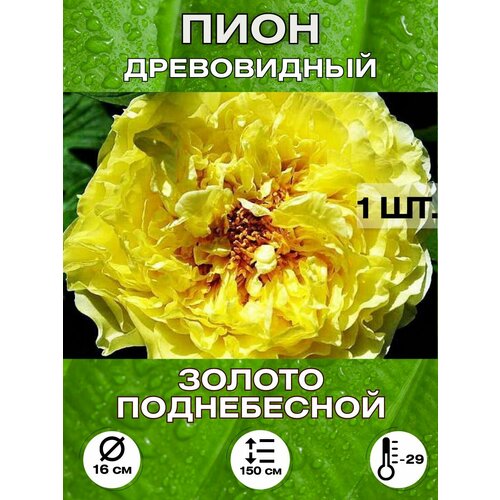 ������ ������ ���� ������ �����������, ��������� ����