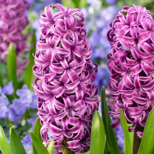 ������ ������ ������� ���� �������� (2 ��.) ����