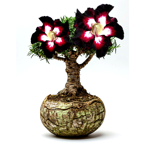 ������ ������ ������ �������� �� ��������� 