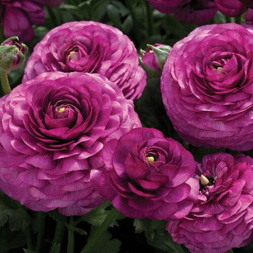 ������ ������ ������� ����������� (�����) ���������� 1��. ����