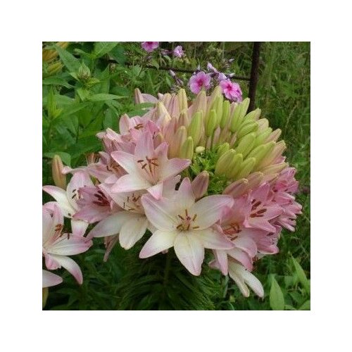 ������ ������ �������� ����� ������ ������ 2 �� ����